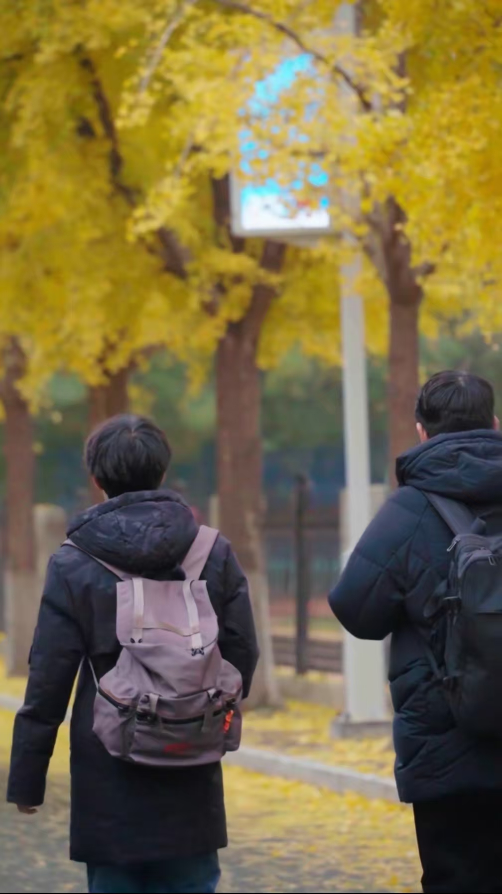 美成童話世界！快來西北師范大學(xué)看“金色地毯